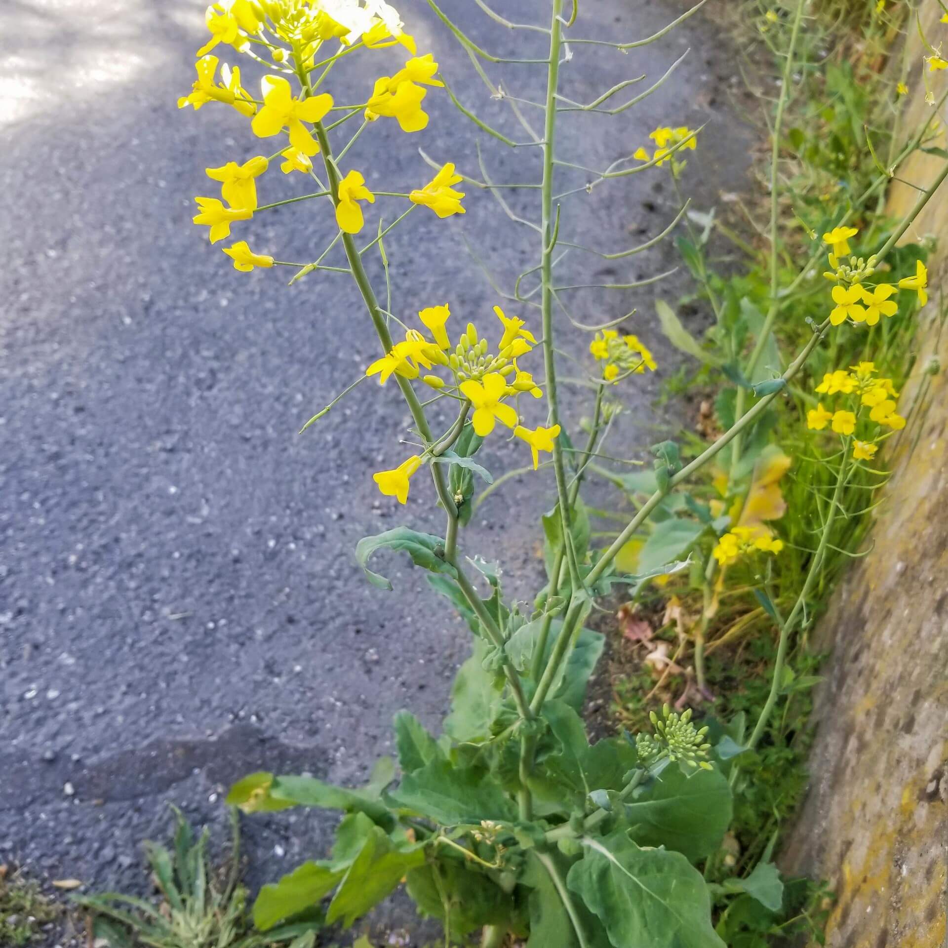 Ölrübsen (Brassica rapa subsp. oleifera)