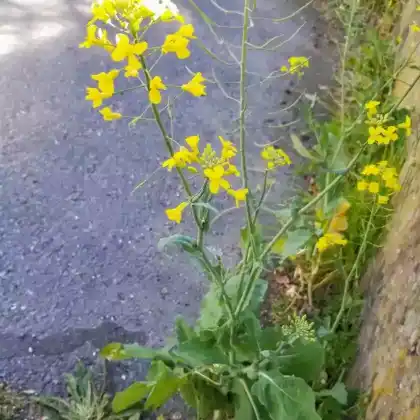 Foto von Ölrübsen (Brassica rapa subsp. oleifera)