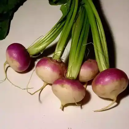Foto von Speiserübe (Brassica rapa subsp. rapa)