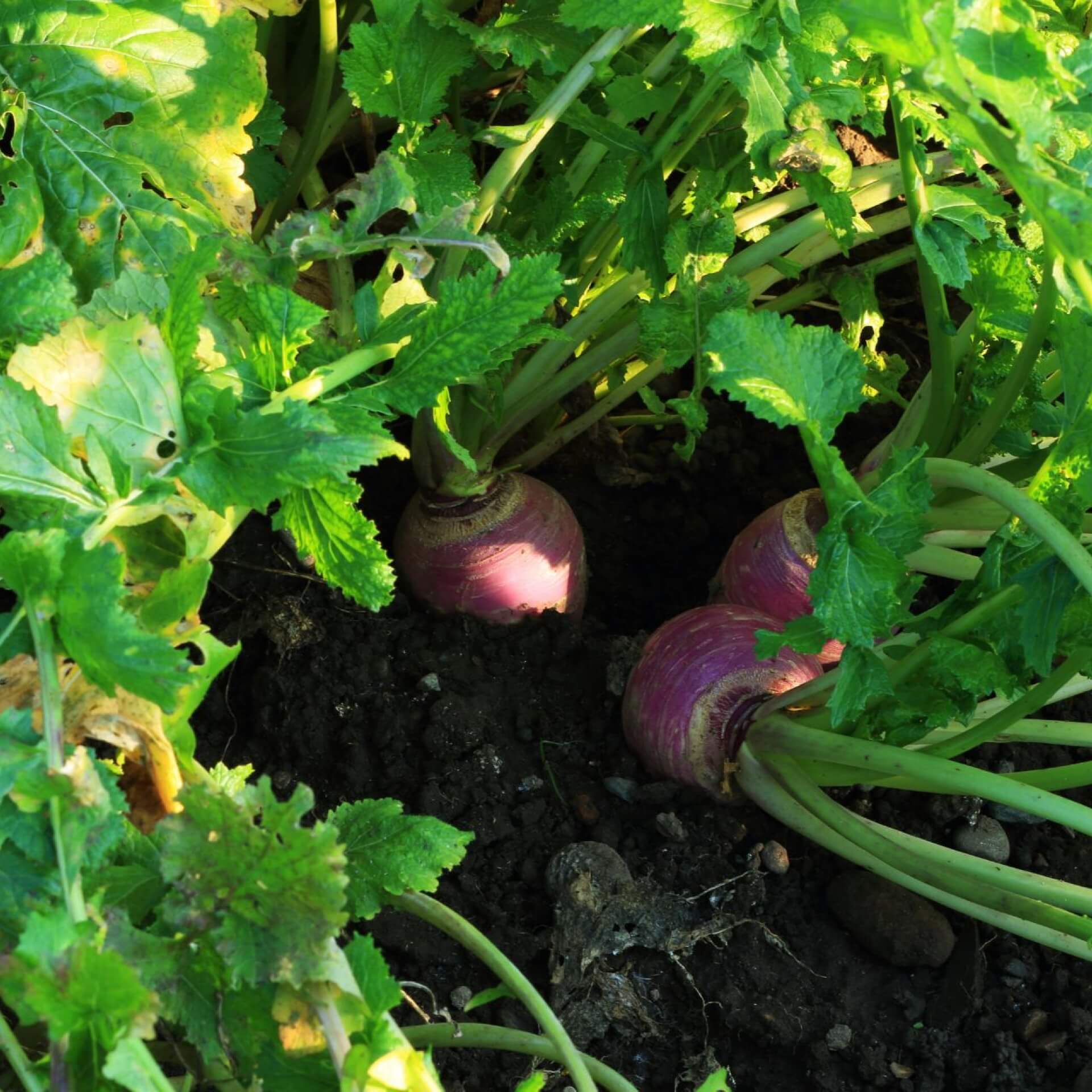 Herbstrübe (Brassica rapa subsp. rapa subvar. esculenta)