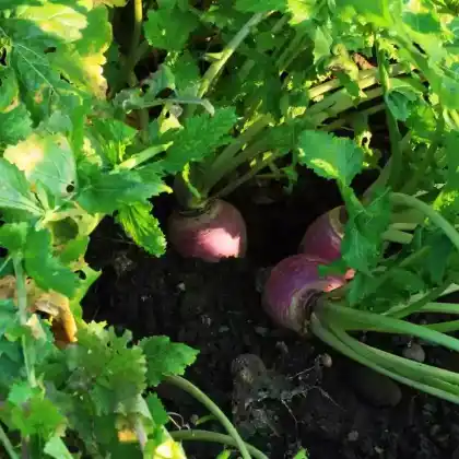 Foto von Herbstrübe (Brassica rapa subsp. rapa subvar. esculenta)