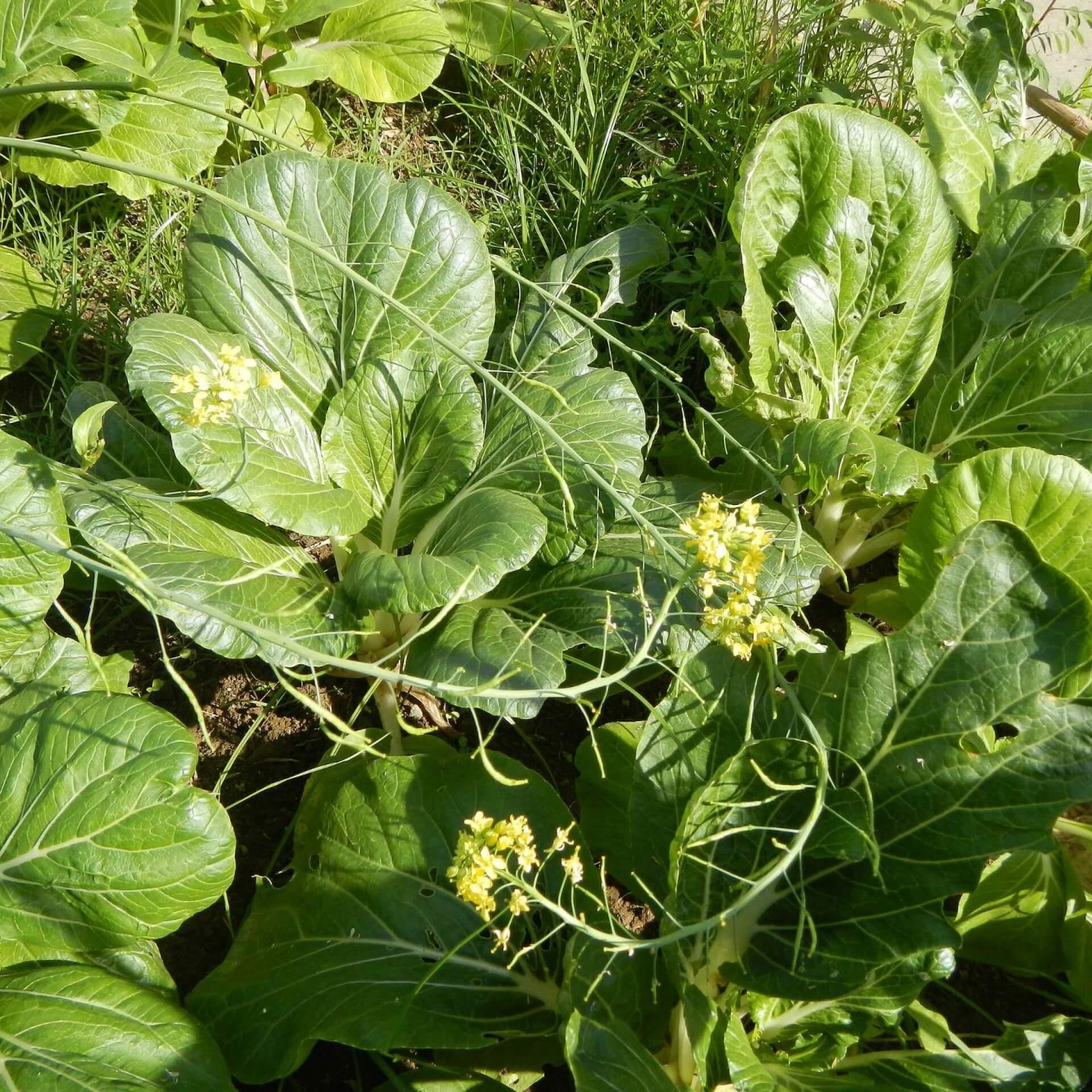 Chinakohl (Brassica rapa subsp. pekinensis)