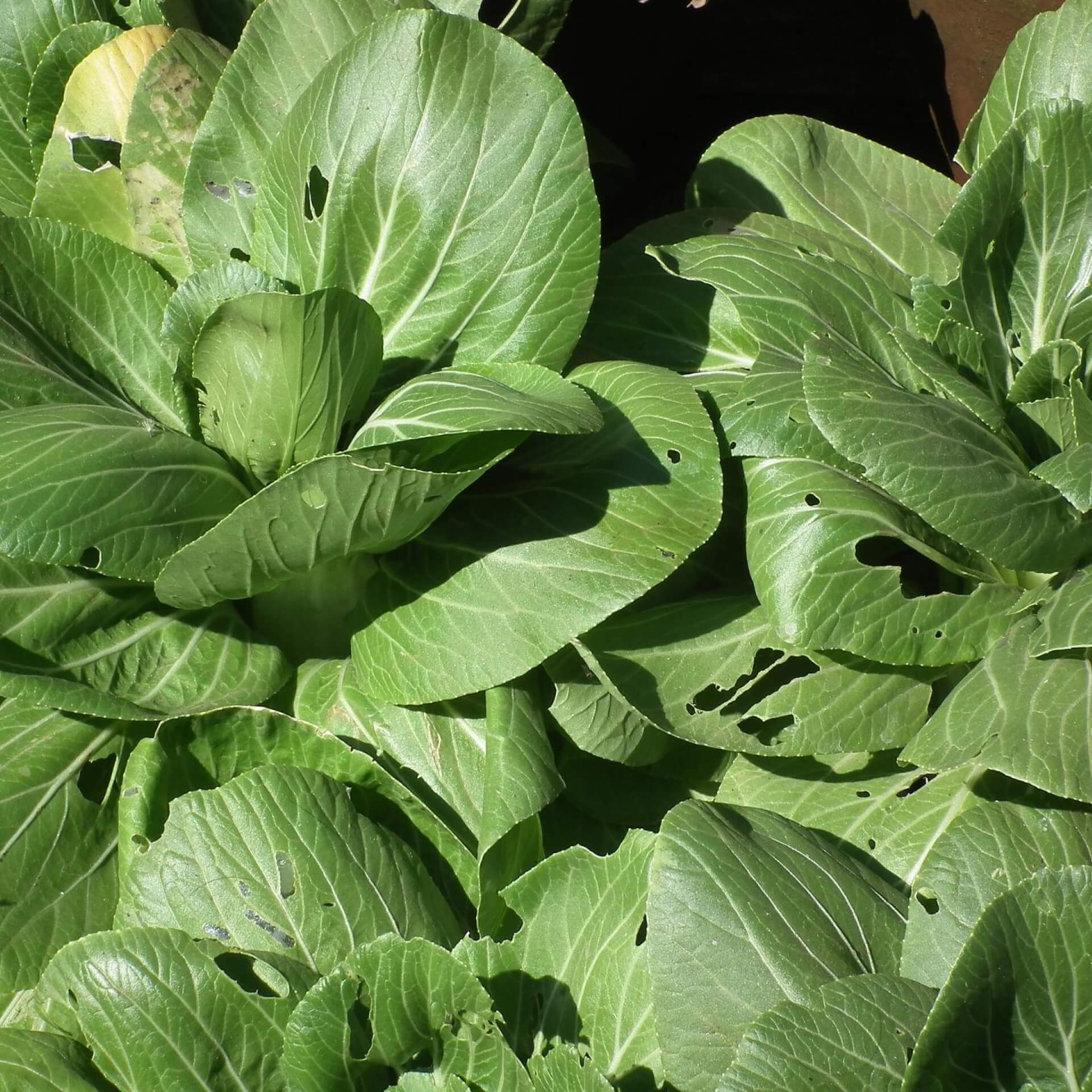 Pak Choi (Brassica rapa subsp. chinensis)