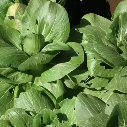 Foto von Pak Choi (Brassica rapa subsp. chinensis)
