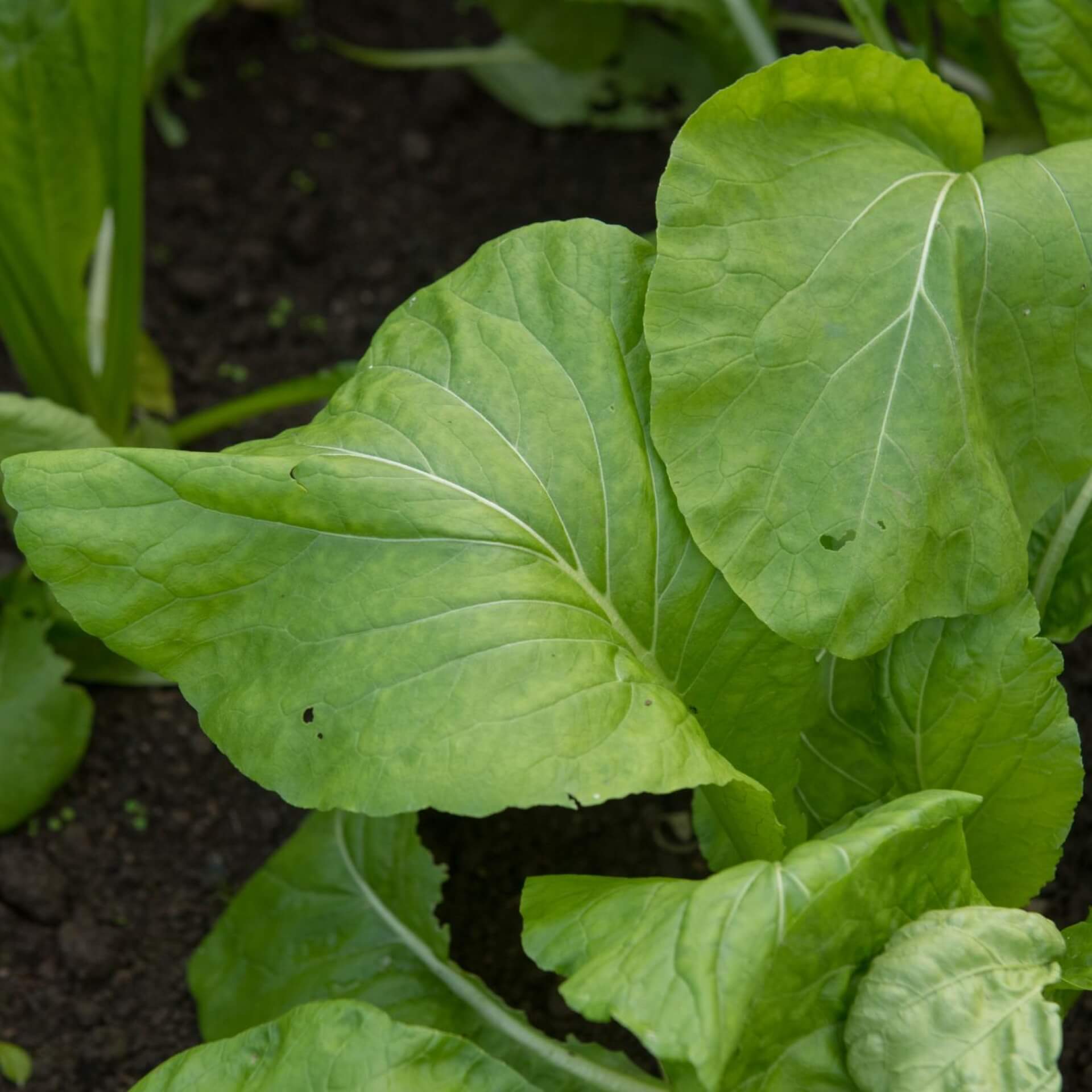 Komatsuna (Brassica rapa var. perviridis)