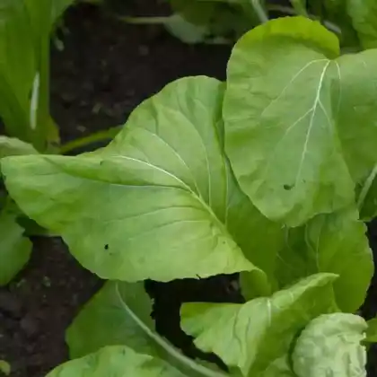 Foto von Komatsuna (Brassica rapa var. perviridis)