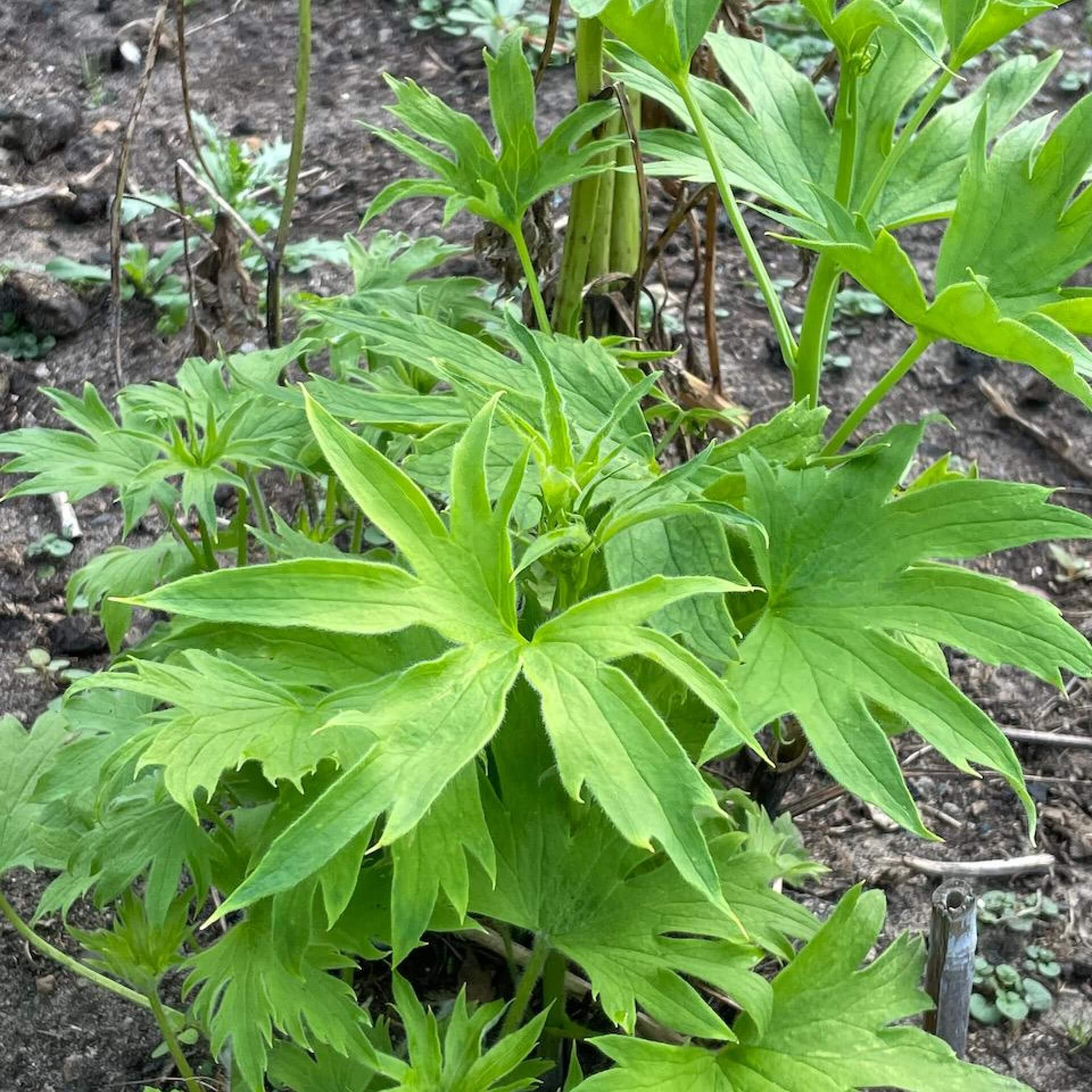 Hoher Rittersporn 'Rosenquarz' (Delphinium x elatum 'Rosenquarz')