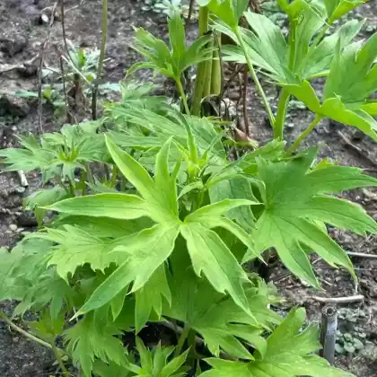 Foto von Hoher Rittersporn 'Rosenquarz' (Delphinium x elatum 'Rosenquarz')