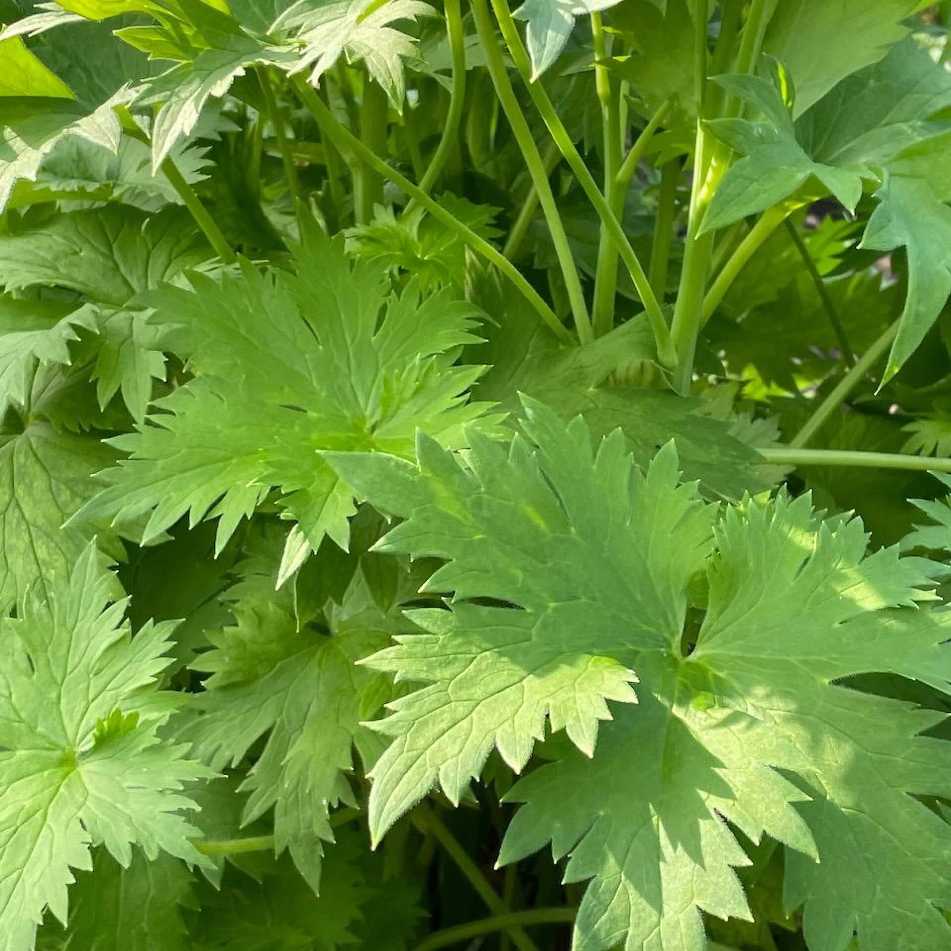 Hoher Rittersporn 'Tropennacht' (Delphinium x elatum 'Tropennacht')