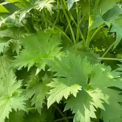 Foto von Hoher Rittersporn 'Tropennacht' (Delphinium x elatum 'Tropennacht')