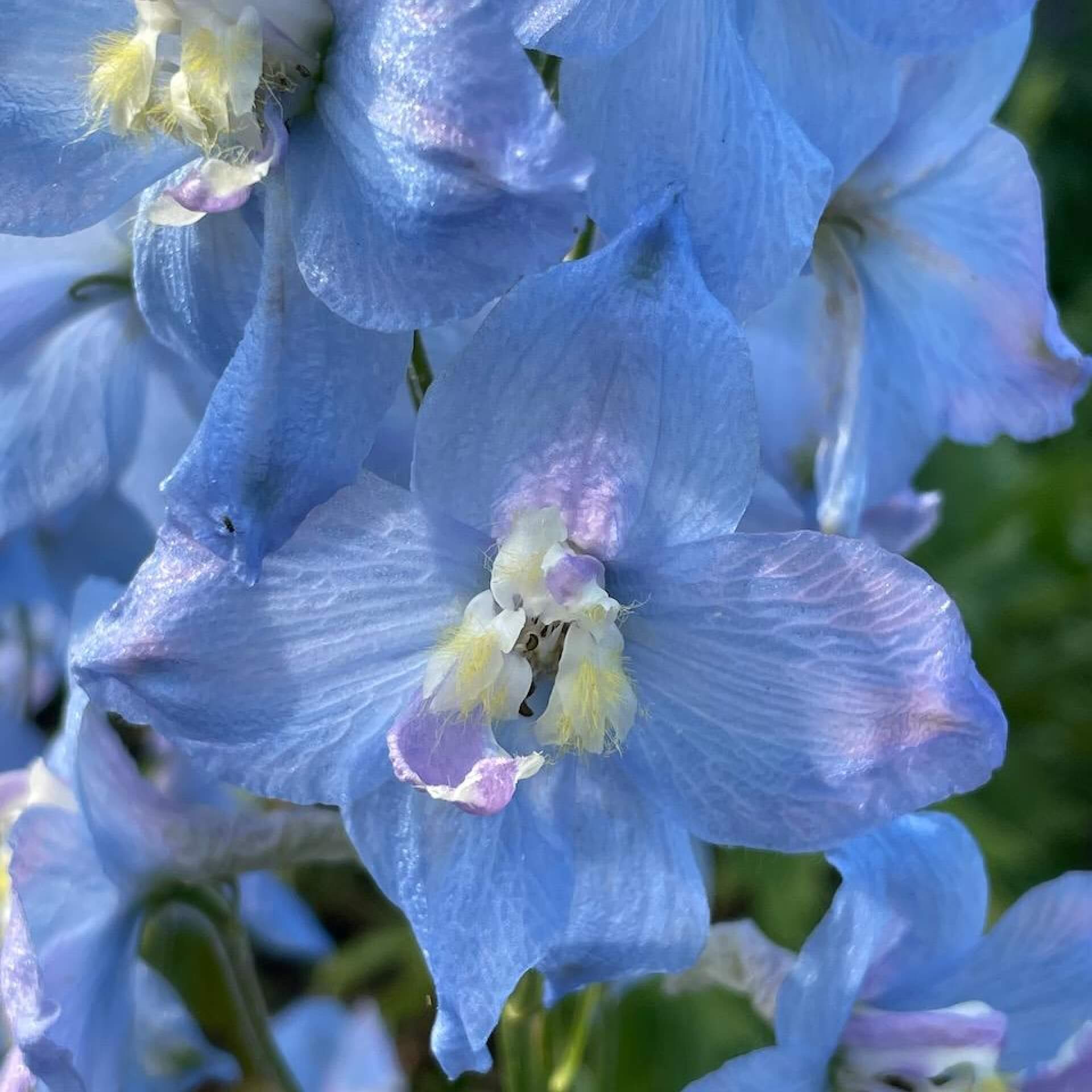 Hoher Rittersporn 'Sopran' (Delphinium x elatum 'Sopran')