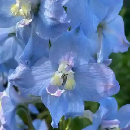 Foto von Hoher Rittersporn 'Sopran' (Delphinium x elatum 'Sopran')