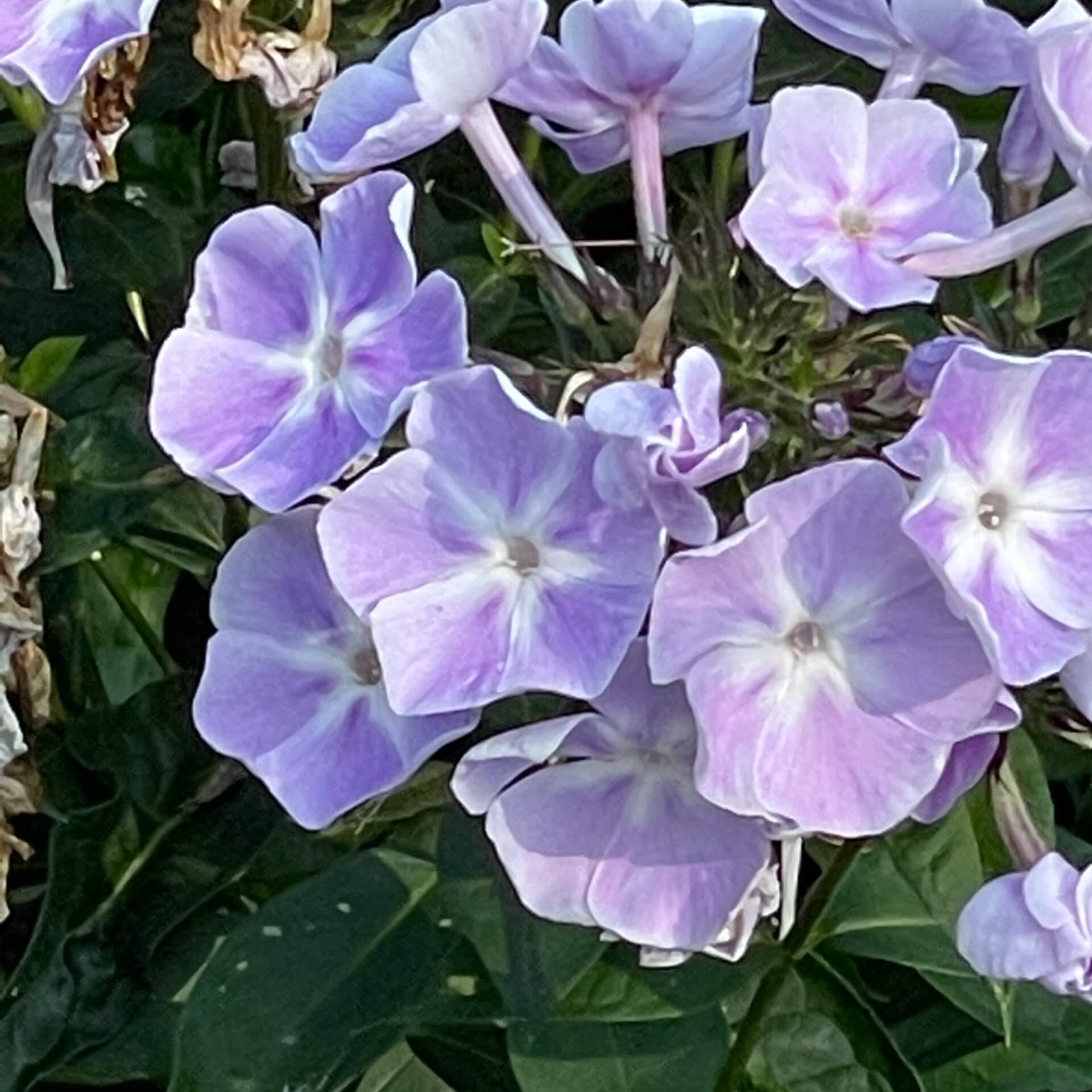 Hoher Stauden-Phlox 'Prospero' (Phlox paniculata 'Prospero')