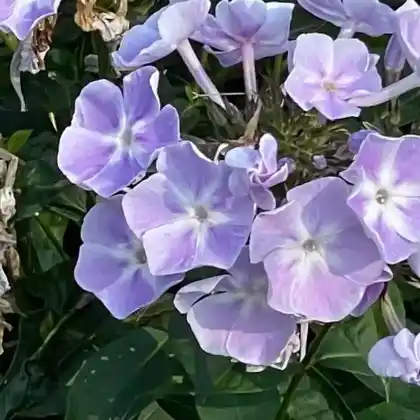 Foto von Hoher Stauden-Phlox 'Prospero' (Phlox paniculata 'Prospero')