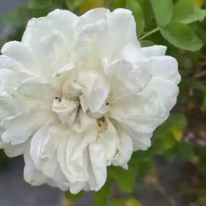 Foto von Rose 'Karl Foerster' (Rosa 'Karl Foerster')