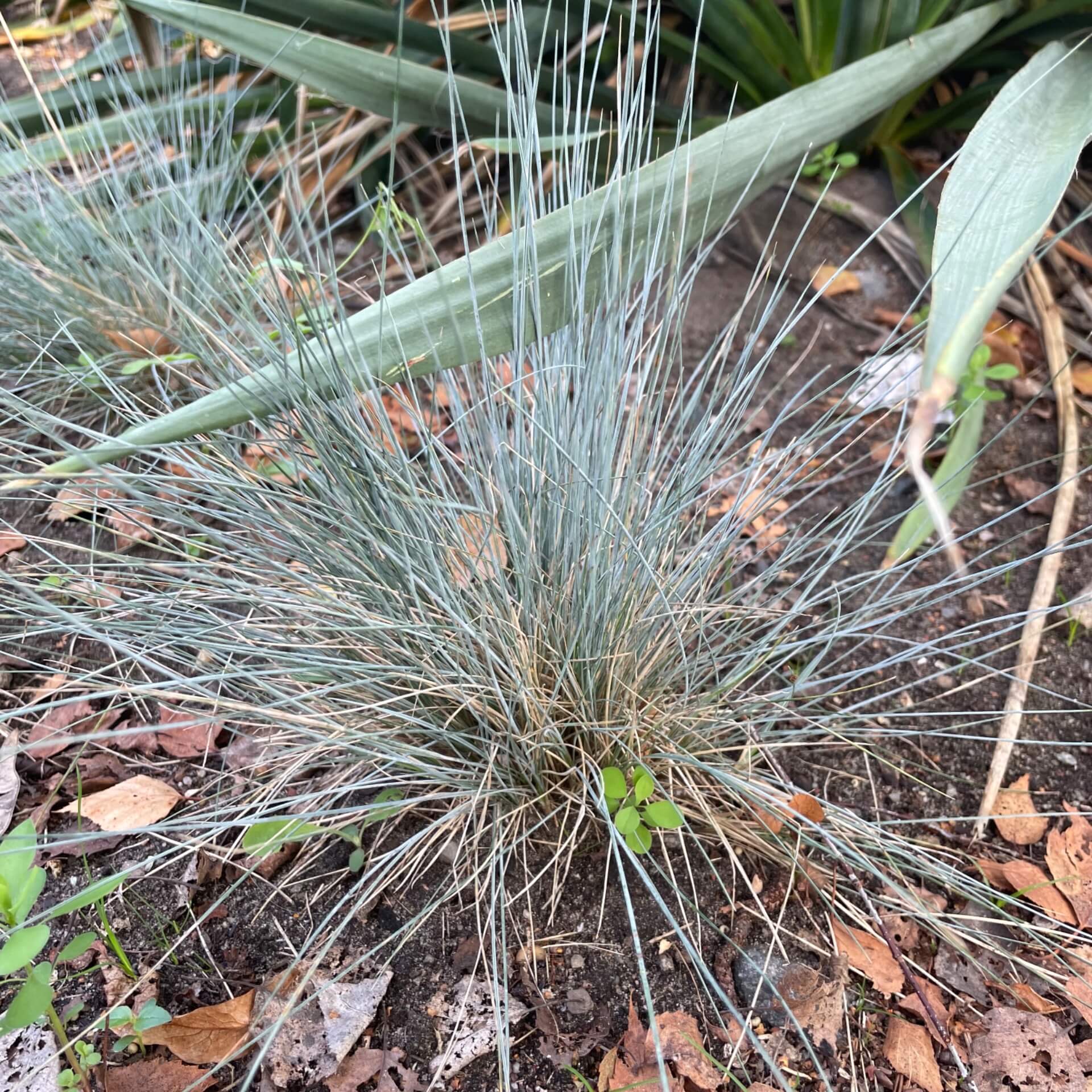 Blau-Schwingel 'Blaufuchs' (Festuca cinerea 'Blaufuchs')