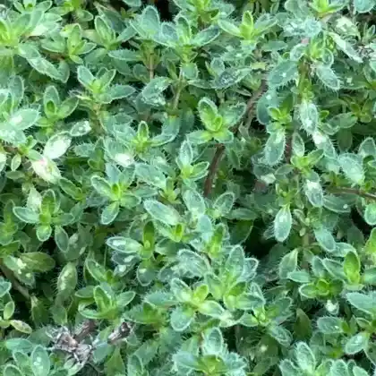 Foto von Polster-Thymian 'Bressingham Seedling' (Thymus doerfleri 'Bressingham Seedling')