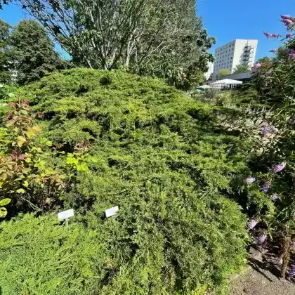 Foto von Pfitzer-Wacholder (Juniperus media 'Pfitzeriana')