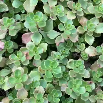 Foto von Kaukasus-Asienfetthenne 'Purpurteppich' (Sedum spurium 'Purpurteppich')