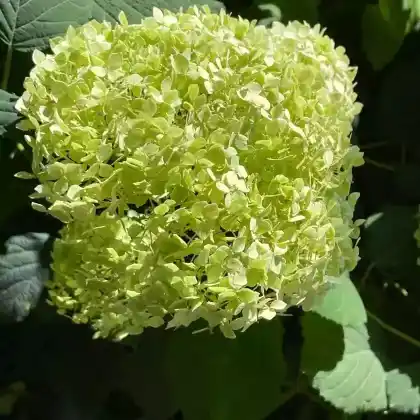 Foto von Strauch-Hortensie 'Grandiflora' (Hydrangea arborescens 'Grandiflora')