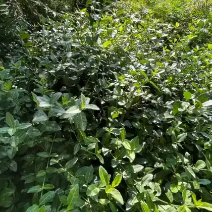 Foto von Purpur-Kriechspindel 'Coloratus' (Euonymus fortunei 'Coloratus')