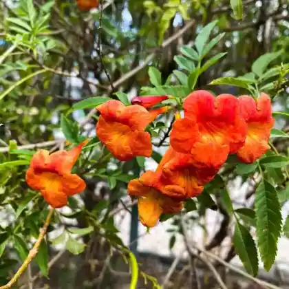 Foto von Amerikanische Klettertrompete 'Flamenco' (Campsis radicans 'Flamenco')