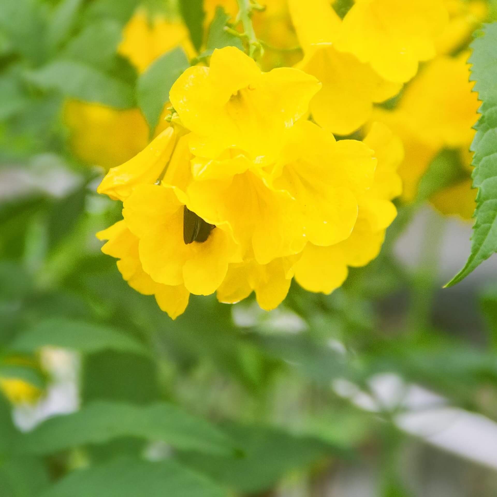 Amerikanische Klettertrompete 'Flava' (Campsis radicans 'Flava')