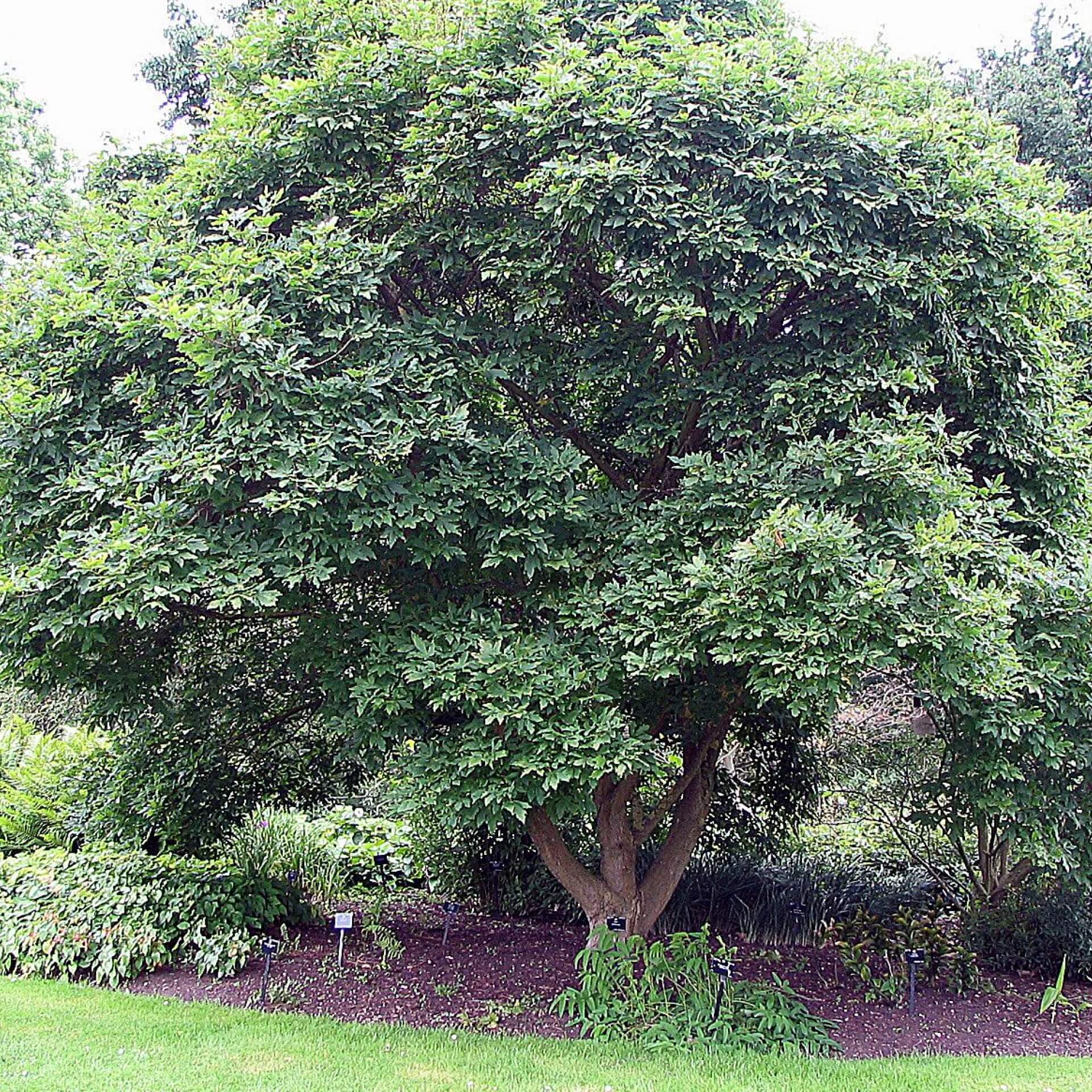 Dreiblütiger Ahorn (Acer triflorum)