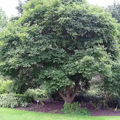 Foto von Dreiblütiger Ahorn (Acer triflorum)