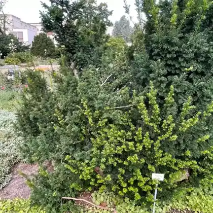 Foto von Zwergeibe 'Nana' (Taxus baccata 'Nana')