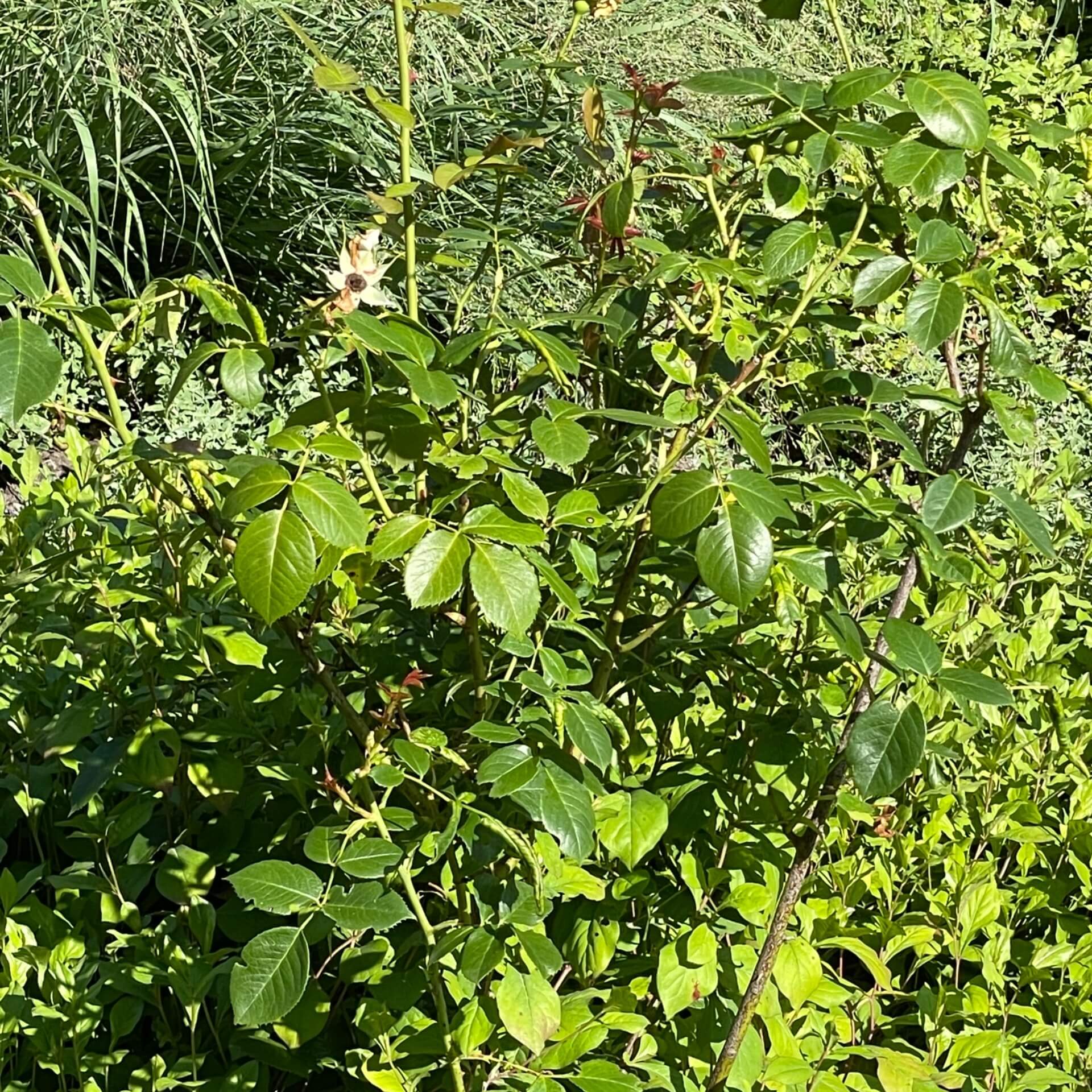 Strauchrose 'Flora Romantica' (Rosa 'Flora Romantica')