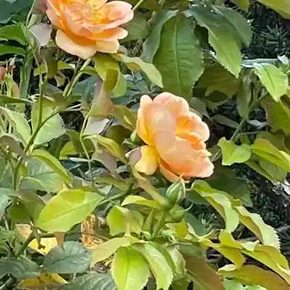 Foto von Strauchrose 'Maiwunder' (Rosa 'Maiwunder')