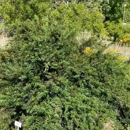 Foto von Strauchspiere 'Flächenfüller' (Spiraea nipponica 'Flächenfüller')