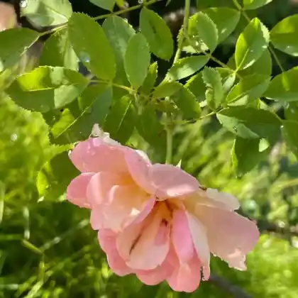 Foto von Parkrose 'Frühlingsduft' (Rosa 'Frühlingsduft')