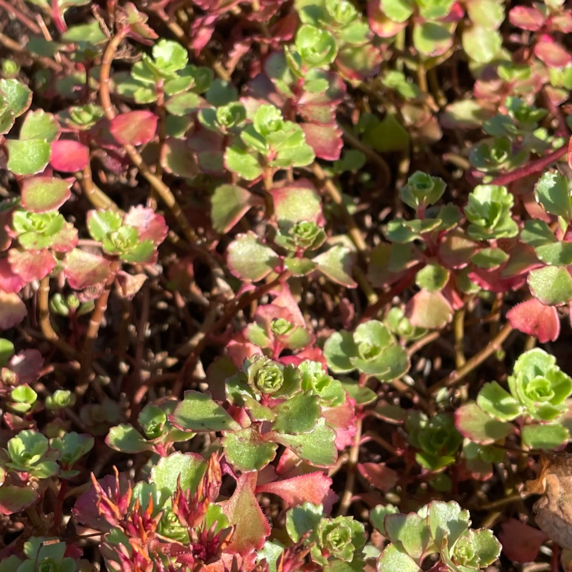 Teppich-Fettblatt 'Coccineus' (Sedum spurium 'Coccineus')