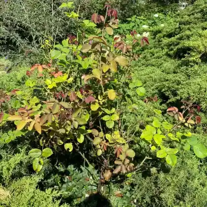 Foto von Strauchrose 'Uetersen' (Rosa 'Uetersen')