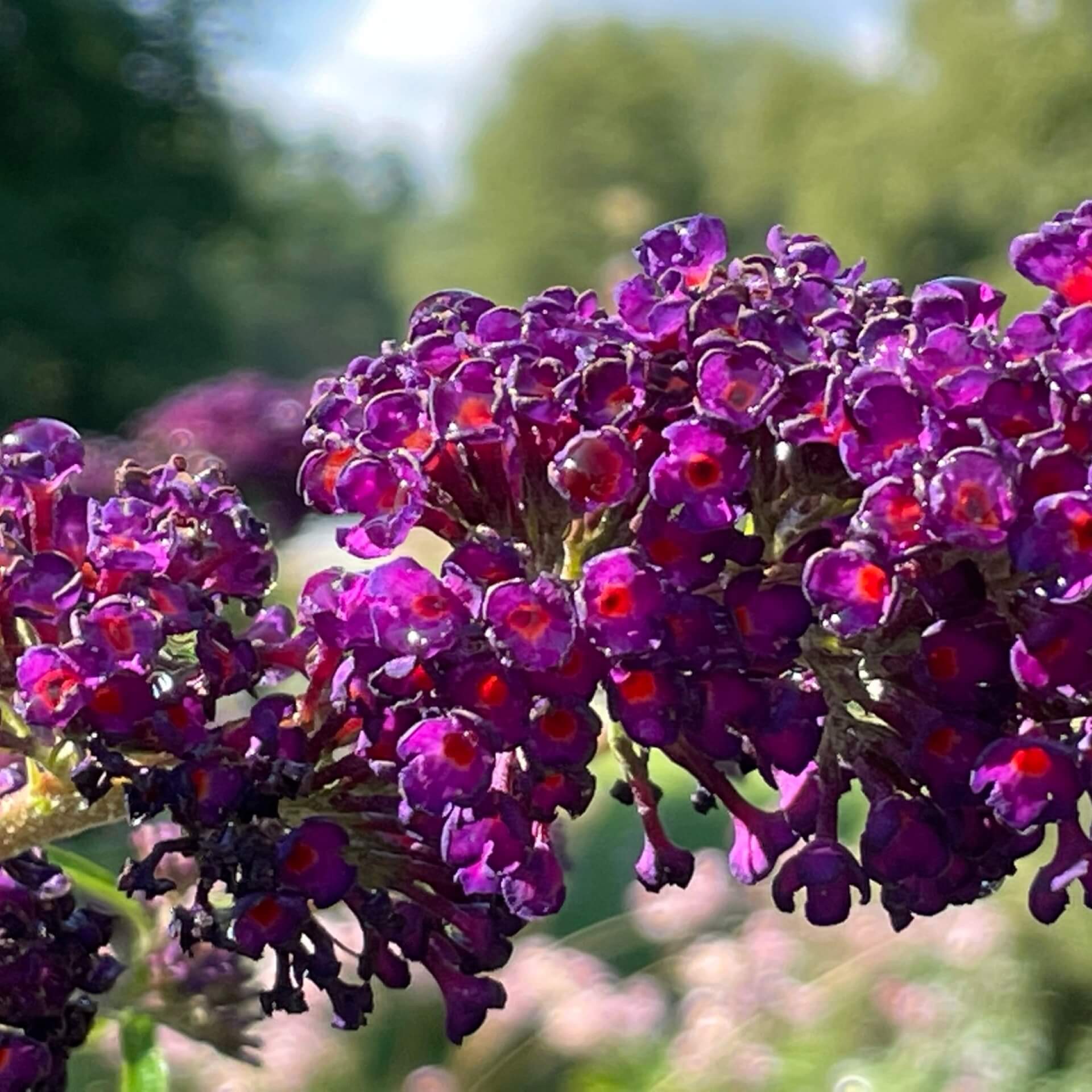 Sommerflieder 'Black Knight' (Buddleja davidii 'Black Knight')