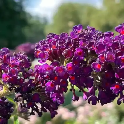 Foto von Sommerflieder 'Black Knight' (Buddleja davidii 'Black Knight')