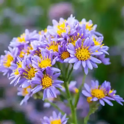 Foto von Tatarische Aster  'Jindai' (Aster tataricus 'Jindai')