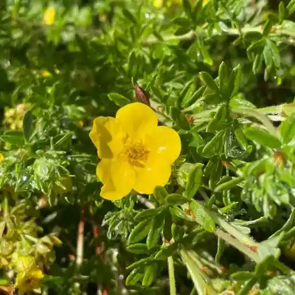 Foto von Fingerstrauch 'Arbuscula' (Potentilla fruticosa var. arbuscula)