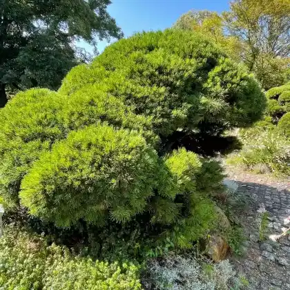 Foto von Zwerg-Kiefer (Pinus pumila)