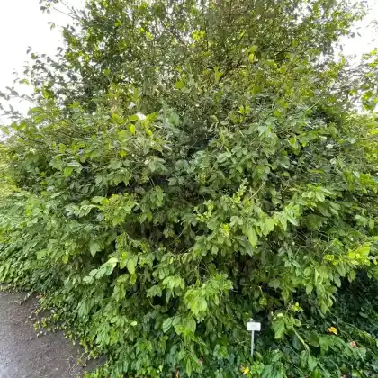 Foto von Chinesischer Spindelstrauch (Euonymus kiautschovicus)