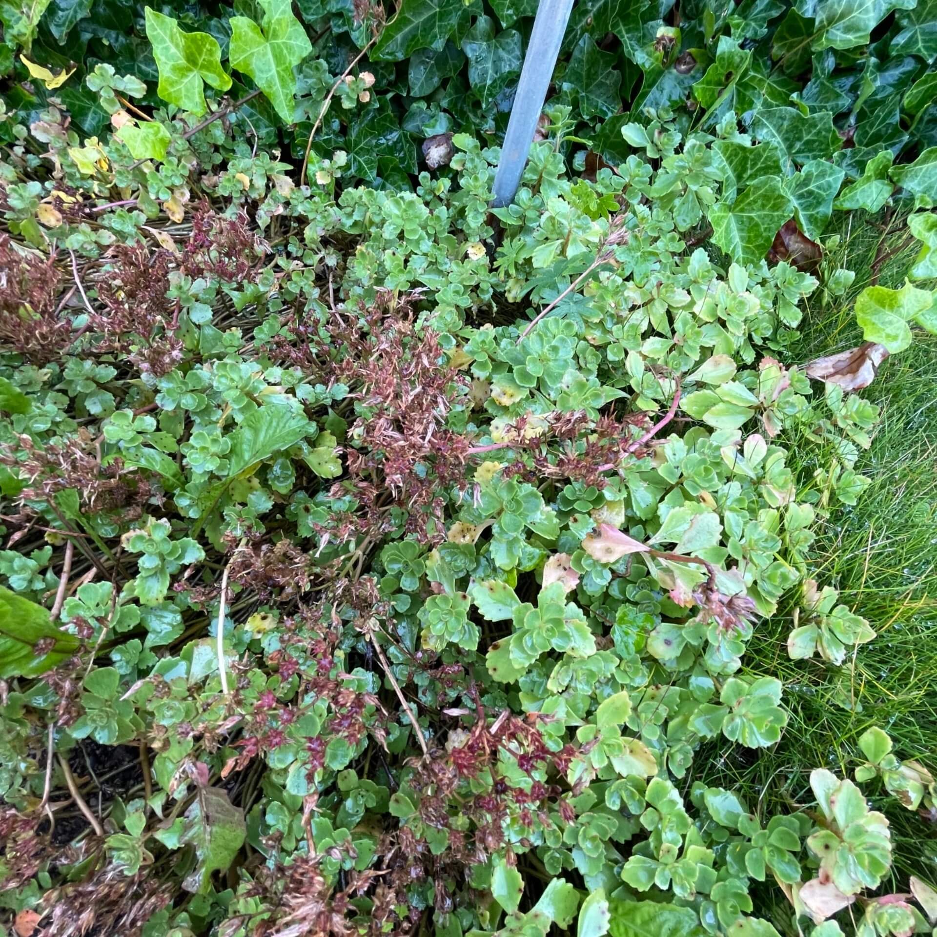 Immergrünes Fettblatt 'Immergrünchen' (Sedum hybridum 'Immergrünchen')