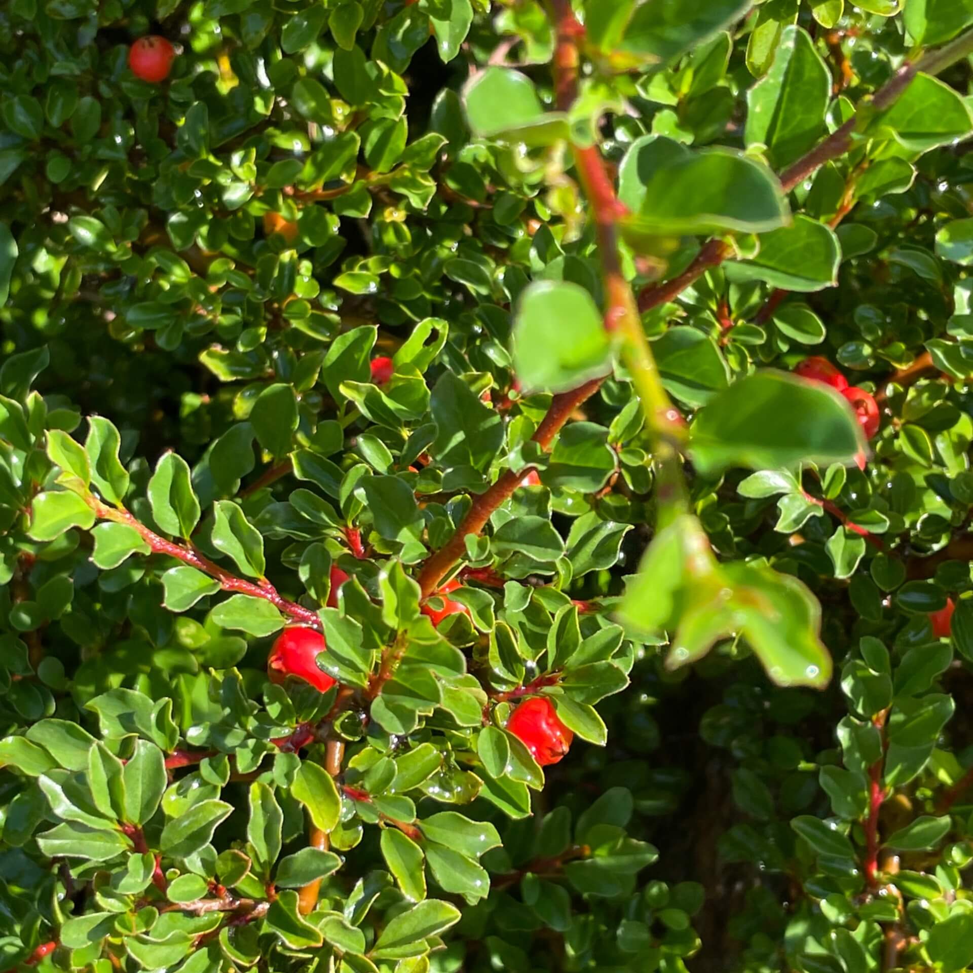 Kleinblättrige Zwergmispel (Cotoneaster microphyllus)