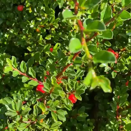 Foto von Kleinblättrige Zwergmispel (Cotoneaster microphyllus)