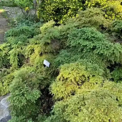 Foto von Kissen Hemlocktanne 'Nana' (Tsuga canadensis 'Nana')