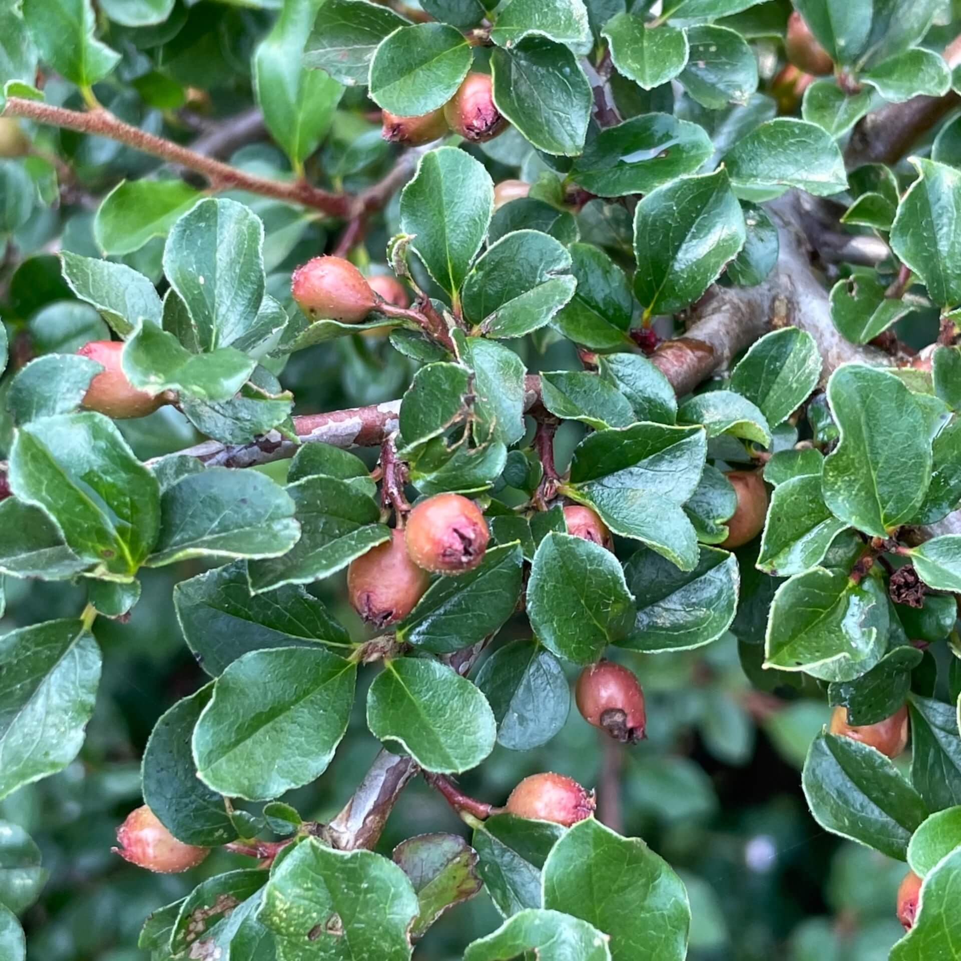 Felsenmispel (Cotoneaster praecox)