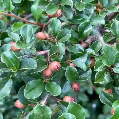 Foto von Felsenmispel (Cotoneaster praecox)