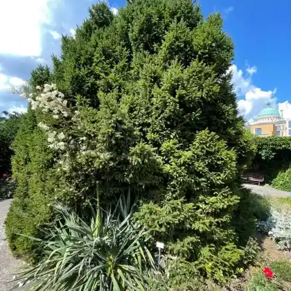 Foto von Kegelfichte (Picea abies 'Ohlendorffii')
