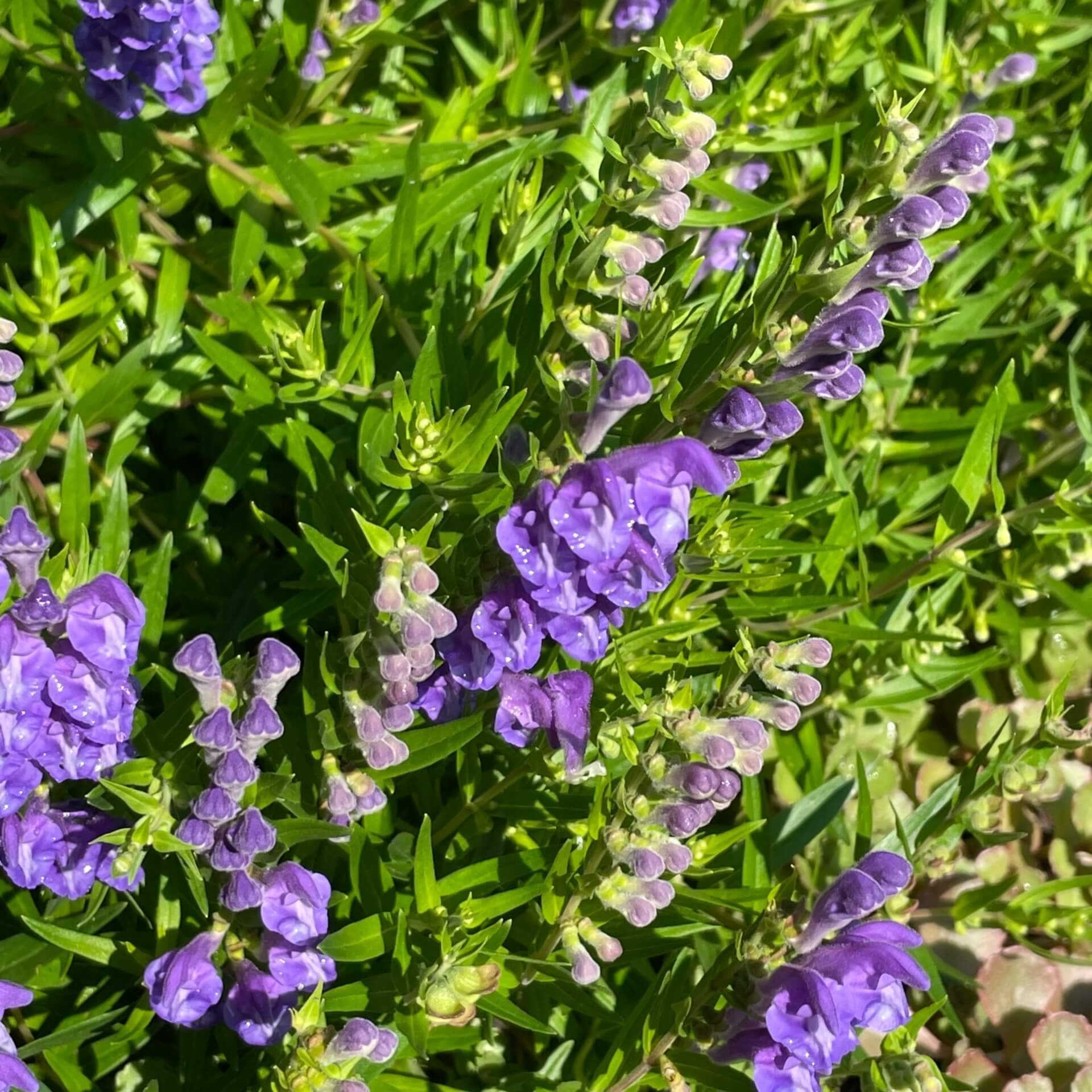 Baikal-Helmkraut (Scutellaria baicalensis)